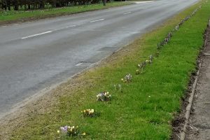 Beamhurst_Crocus_-_14032022